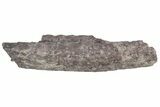 Fossil Phytosaur Jaw Section With Metal Stand - Arizona #214259-3